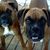 Sue Goetz's profile image