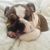 BonBon Bambino's profile image