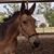 Siobhan McGillicuddy Foster's profile image