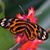 Ruth Elliott-Ceesay's profile image