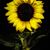 Jennifer Cozad Owen's profile image