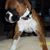 Carol Cameron Hatton's profile image