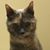 CJ Pipins's profile image