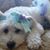 Suzi Rossman Levy's profile image