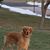 Cheryl Fryer Graeff's profile image