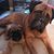 Tracey Cook Sardella's profile image