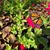 Judi Ross Williams's profile image