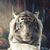 Dawn Bodnar's profile image