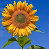 Yaya Gonzales M.'s profile image