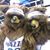Lori Whipple's profile image