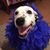 Elizabeth Boasso's profile image