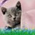 Heidi Cushine-Huptich's profile image