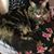 Laura Paugh's profile image