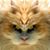 Tracey Bacci's profile image