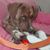 Denise Volonge's profile image