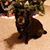 Lois Heintz DeLong's profile image