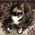 Lisa Pomeroy Dooley's profile image