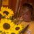 Heidi Hopf-Long's profile image