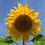 Sheila Nelson's profile image