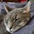Anneke Prince's profile image