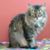 Alicia Oliveras's profile image