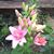 Sue Trinkle Johnson's profile image