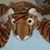 Anielia Himel's profile image