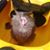 Amanda Dee's profile image