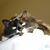 Shelley Eschker's profile image