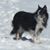 Carol Bougher Angel's profile image