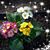 Adrianne Mageean's profile image