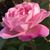 Susan Silva's profile image