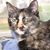 Luann Fredericks Cimino's profile image