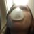 Amie Corzine's profile image