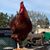 Tonya Combes's profile image