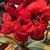 Raye Gunn-Kennedy's profile image