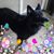 Vicki Songer's profile image