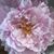 Fiona Cash's profile image