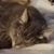 Daphne Hanson's profile image