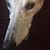 Jackie Robichaux Suire's profile image