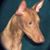 Alex Wood's profile image