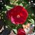 Cheryl Medrano's profile image