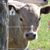 Shelley Roth-Sweet's profile image