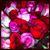 Rose Schwehr's profile image