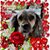 Sue Super's profile image