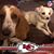 Carlene Nolen's profile image