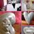 Lord Pascale's profile image