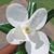 Laura Roper Lowe's profile image