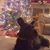 Susan Sturgill French's profile image