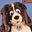BradHound's profile image
